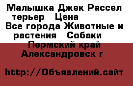 Малышка Джек Рассел терьер › Цена ­ 40 000 - Все города Животные и растения » Собаки   . Пермский край,Александровск г.